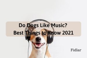 Do Dogs Like Music Best Things to Know 2022