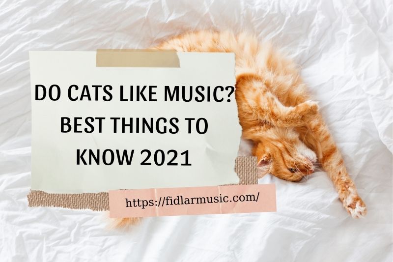 DO CATS LIKE MUSIC BEST THINGS TO KNOW 2022